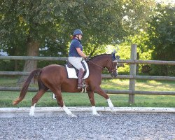 dressage horse Fumblebee (German Sport Horse, 2018, from Foundation 2)