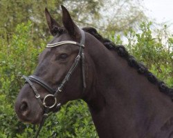 dressage horse Lacrima de Rubiness (Rhinelander, 2007, from Lord Loxley I)