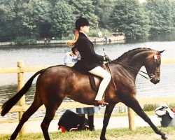 Pferd Walsoken Little Grebe (British Riding Pony,  , von Vean Cockalorum)