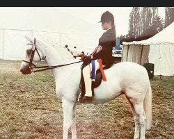 broodmare Groundhills Silver Shadow (British Riding Pony, 1979, from Basford Elegant)