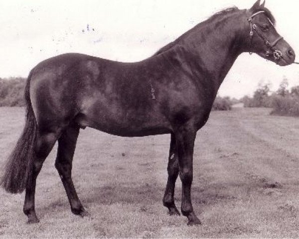 stallion Orielton Aristocrat (Welsh-Pony (Section B), 1977, from Rosedale Mohican)