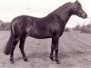 Deckhengst Orielton Aristocrat (Welsh Pony (Sek.B), 1977, von Rosedale Mohican)