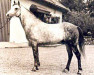 Deckhengst Kirby Cane Guardsman (Welsh Pony (Sek.B), 1964, von Downland Drummer Boy)