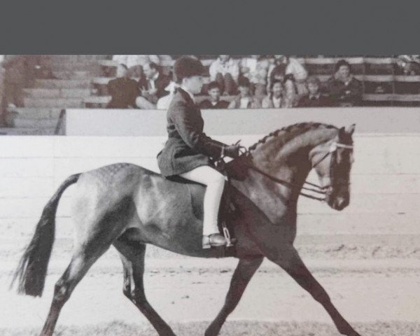 Pferd Twylands Humming Bee (Welsh Pony (Sek.B), 1983, von Orielton Aristocrat)