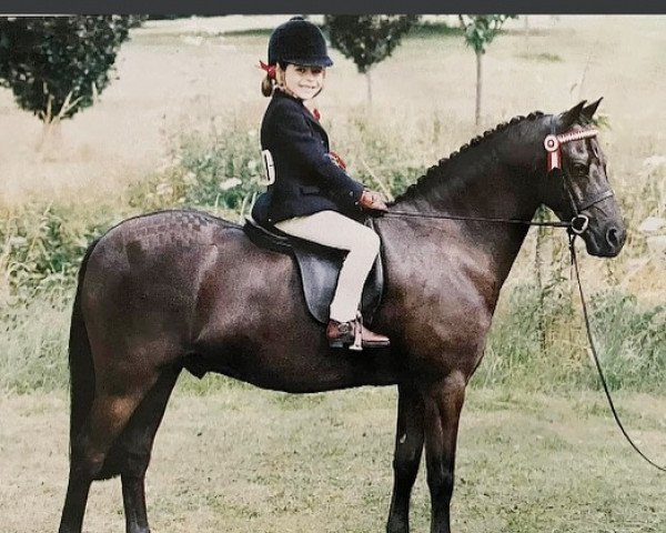 Pferd Twylands Shadow (British Riding Pony, 1990, von Twylands Ebony)