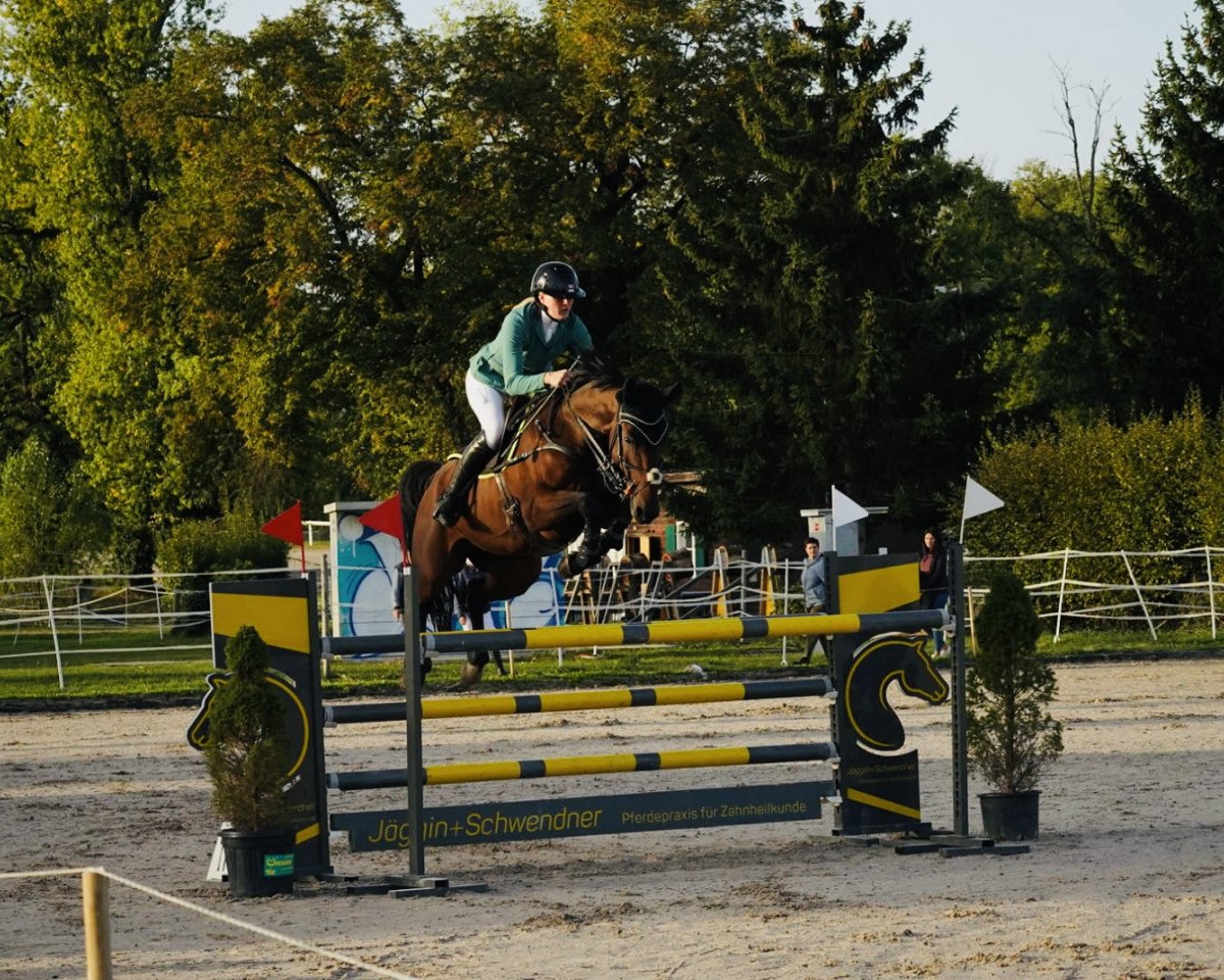 jumper Freestyl de La Cense (Selle Français, 2015, from Canturo)