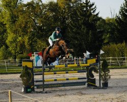 Springpferd Freestyl de La Cense (Selle Français, 2015, von Canturo)