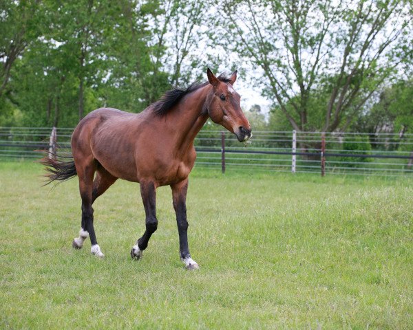 broodmare Loreley (Hanoverian, 1997, from Longchamp)