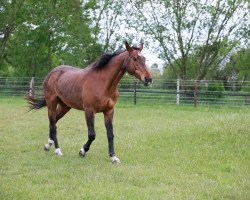 Zuchtstute Loreley (Hannoveraner, 1997, von Longchamp)