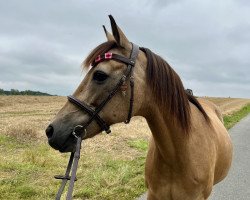 Pferd Prisca Golden Star (Deutsches Reitpony, 2008, von Priamos B)