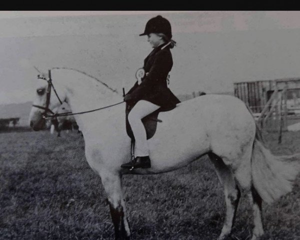 Pferd Maxwelltown Melina (Welsh Pony (Sek.B), 1981, von Maxwelltown Minstrel)