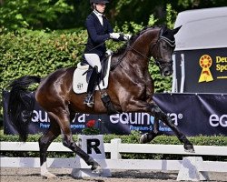 dressage horse Special secret (German Sport Horse, 2018, from Secret)