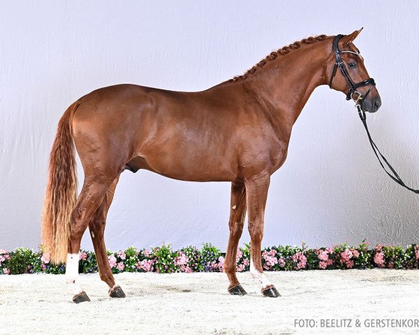 dressage horse Vapiano FL (Oldenburg, 2021, from Vaderland OLD)