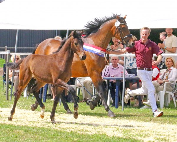 dressage horse Hengst von Va Bene / Ampere (Holsteiner, 2023, from DSP VA Bene)