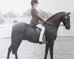 Pferd Conyers Pipit (British Riding Pony,  , von Botingelle Kingfisher)