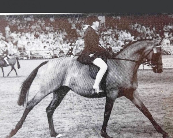 Pferd Fernacres Fireside Story (British Riding Pony,  , von Magister)