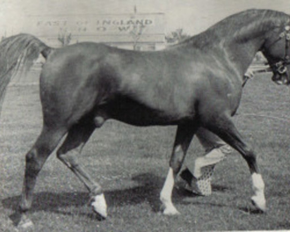 stallion Count Rapello ox (Arabian purebred, 1954, from Count Dorsaz ox)