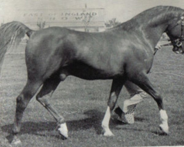stallion Count Rapello ox (Arabian thoroughbred, 1954, from Count Dorsaz ox)