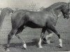 stallion Count Rapello ox (Arabian thoroughbred, 1954, from Count Dorsaz ox)