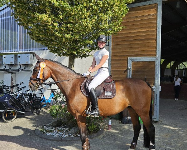 dressage horse Ben (Westphalian, 2016, from Belissimo NRW)