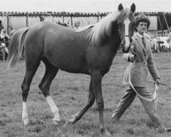 broodmare Bona Blue ox (Arabian thoroughbred, 1959, from Blue Domino ox)