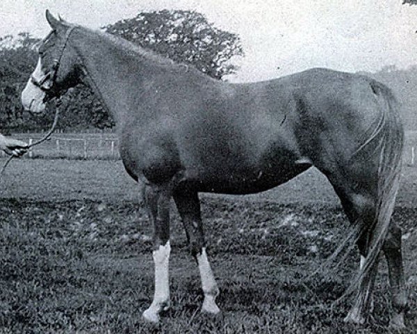 broodmare Astrella 1929 ox (Arabian thoroughbred, 1929, from Raseem 1922 ox)