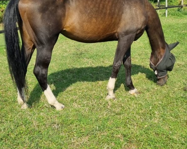 Zuchtstute Eden (KWPN (Niederländisches Warmblut), 2009, von Larino)