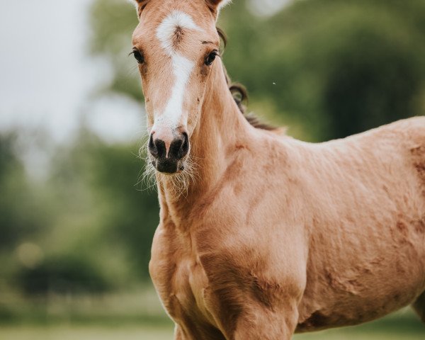 Dressurpferd Qynn C (Rheinländer, 2021, von Qaside Md)