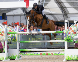 jumper Libelle de Muze (Belgian Warmblood, 2011, from Elvis Ter Putte)