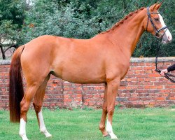 broodmare Salia 6 (Westphalian, 2016, from Sir Heinrich OLD)