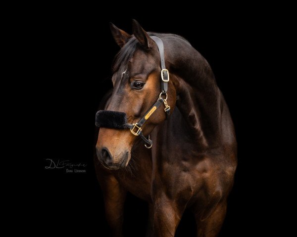 dressage horse Flomaggio (Oldenburg, 2018, from Florenz 71)