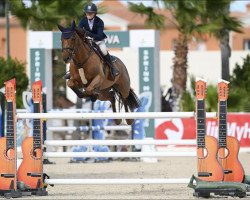 Springpferd Sea Coast Naturele van het Reigershof (Belgisches Warmblut, 2013, von I'm Special de Muze)