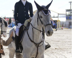 Zuchtstute Fleur Deceuninck (Belgisches Warmblut, 2005, von Cartier 187 FIN)