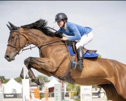 jumper Perla Quality (Belgian Warmblood, 2015, from Canturano I)