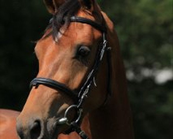 broodmare Celudine (KWPN (Royal Dutch Sporthorse), 2007, from Numero Uno)