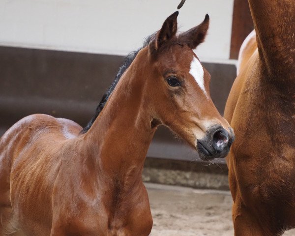 foal by Stute von Chaccothage Blu / Perigueux (Oldenburg show jumper, 2023, from Chaccothage Blue PS)