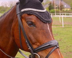 dressage horse Ma Belle Makya (unknown, 2004)