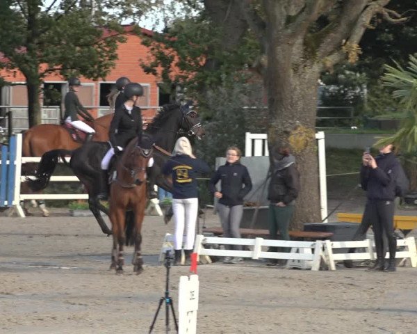 Reitturnier Handorf 2023