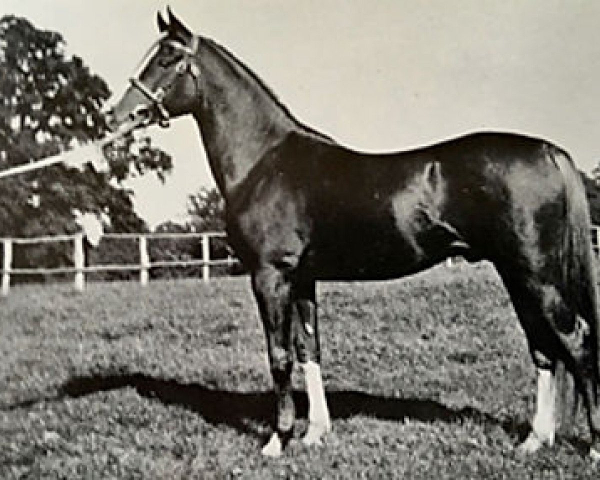 stallion Rissalix EAO (Arabian purebred, 1934, from Faris ox)