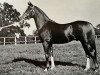 stallion Rissalix EAO (Arabian thoroughbred, 1934, from Faris ox)
