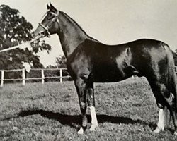 stallion Rissalix EAO (Arabian thoroughbred, 1934, from Faris ox)