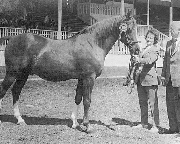 Pferd Grantchester ox (Vollblutaraber, 1952, von General Grant 1945 ox)