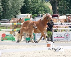 Pferd Alma (Rheinisch-Deutsches Kaltblut, 2021, von Adoro)