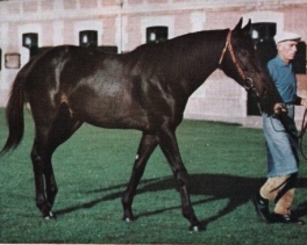 stallion Diatome xx (Thoroughbred, 1962, from Sicambre xx)