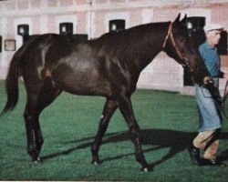 stallion Diatome xx (Thoroughbred, 1962, from Sicambre xx)