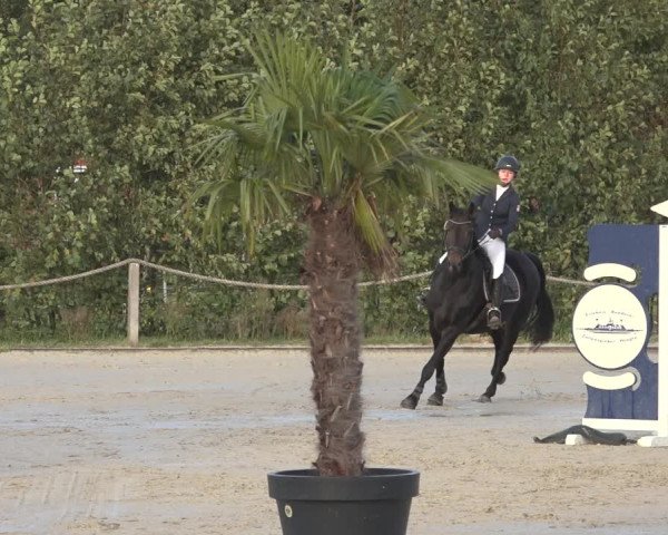 Reitturnier Handorf 2023