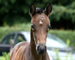 Pferd Silvie (Hannoveraner, 2023, von Checkter)