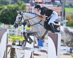 jumper Cordula White (German Sport Horse, 2016, from Cordess 2)