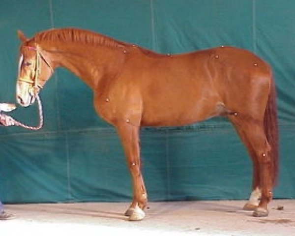 stallion Golden Boy AA (Anglo-Arabs, 1993, from Trias du Gué AA)