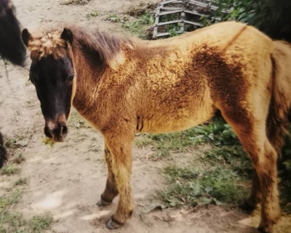 horse Kai (Dt.Part-bred Shetland pony, 2003, from Karon I)